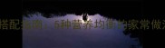 豆腐和鱼的黄金搭配指南5种营养均衡的家常做法与6大烹饪技巧
