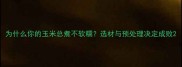 为什么你的玉米总煮不软糯选材与预处理决定成败