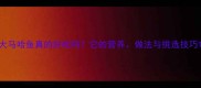 大马哈鱼真的好吃吗它的营养做法与挑选技巧