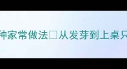 花生芽懒人食谱5种家常做法从发芽到上桌只需1天附营养攻略