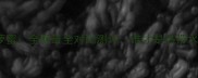 榴莲VS菠萝蜜全网最全对比测评谁才是热带水果之王