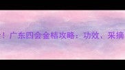 全网最全广东四会金桔攻略功效采摘美食全